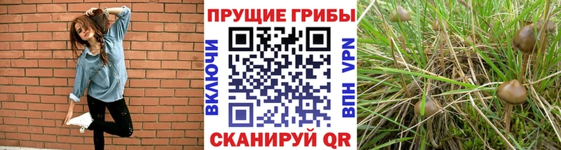хочу Ясный OMG зеркало Псилоцибиновые грибы мухоморы